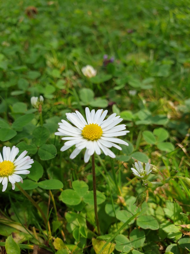 daisy