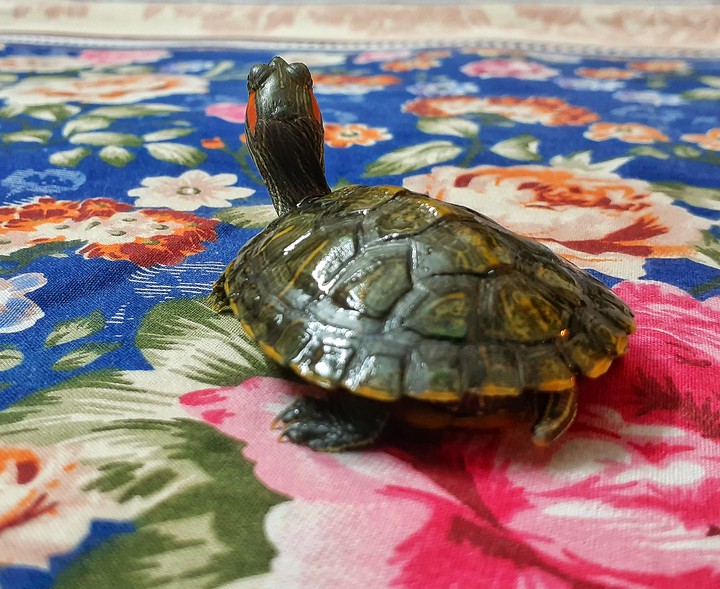 turtle
