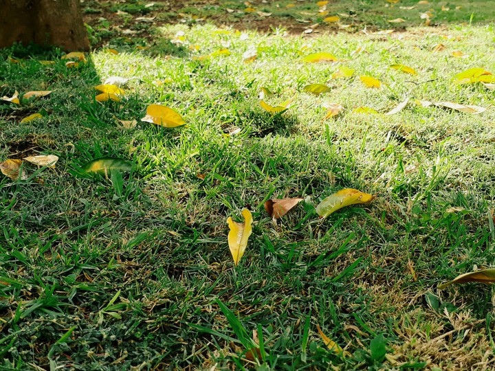 Autumn