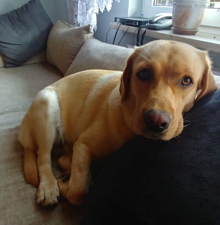Doggo