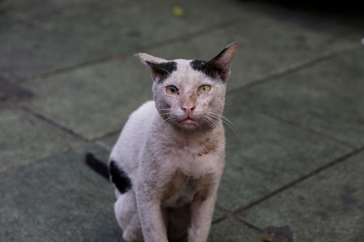 Street cat part 2