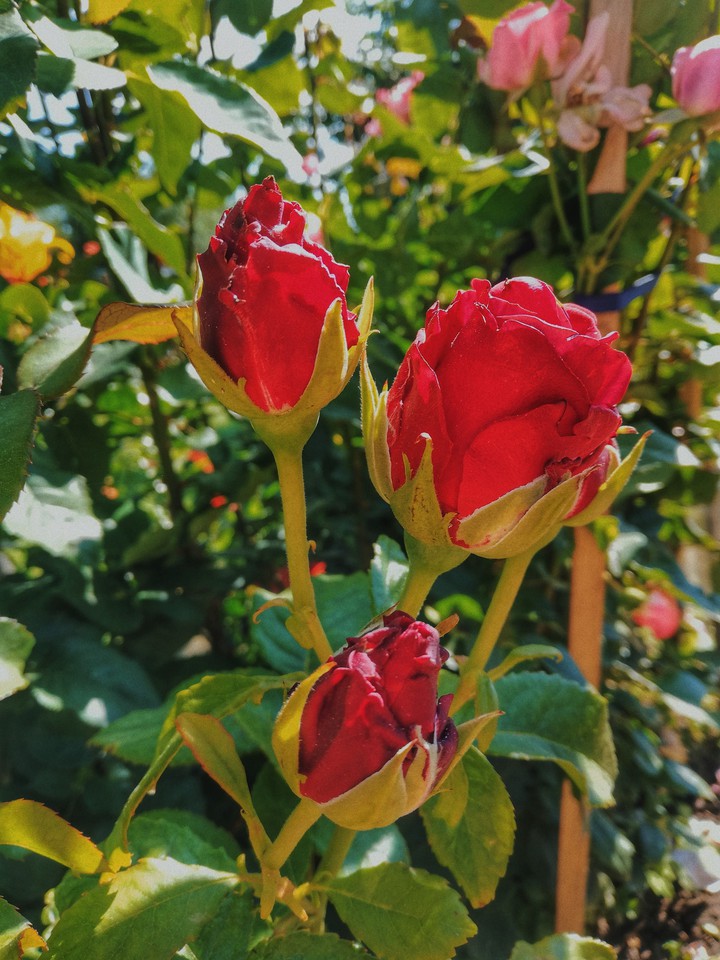 Roses