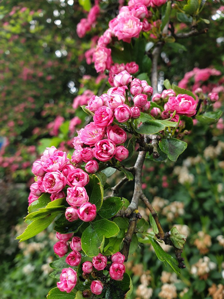 rose tree