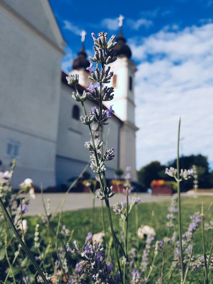 Little things from the grass are the highest