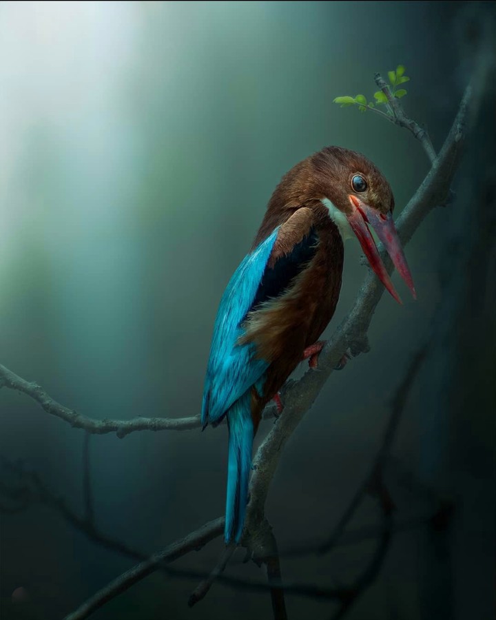 Turquoise