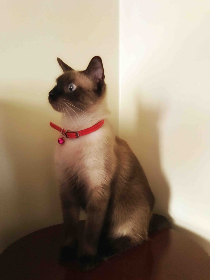 Cat Felícia