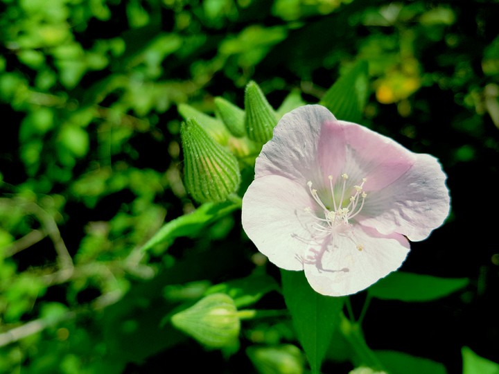 elegent pink