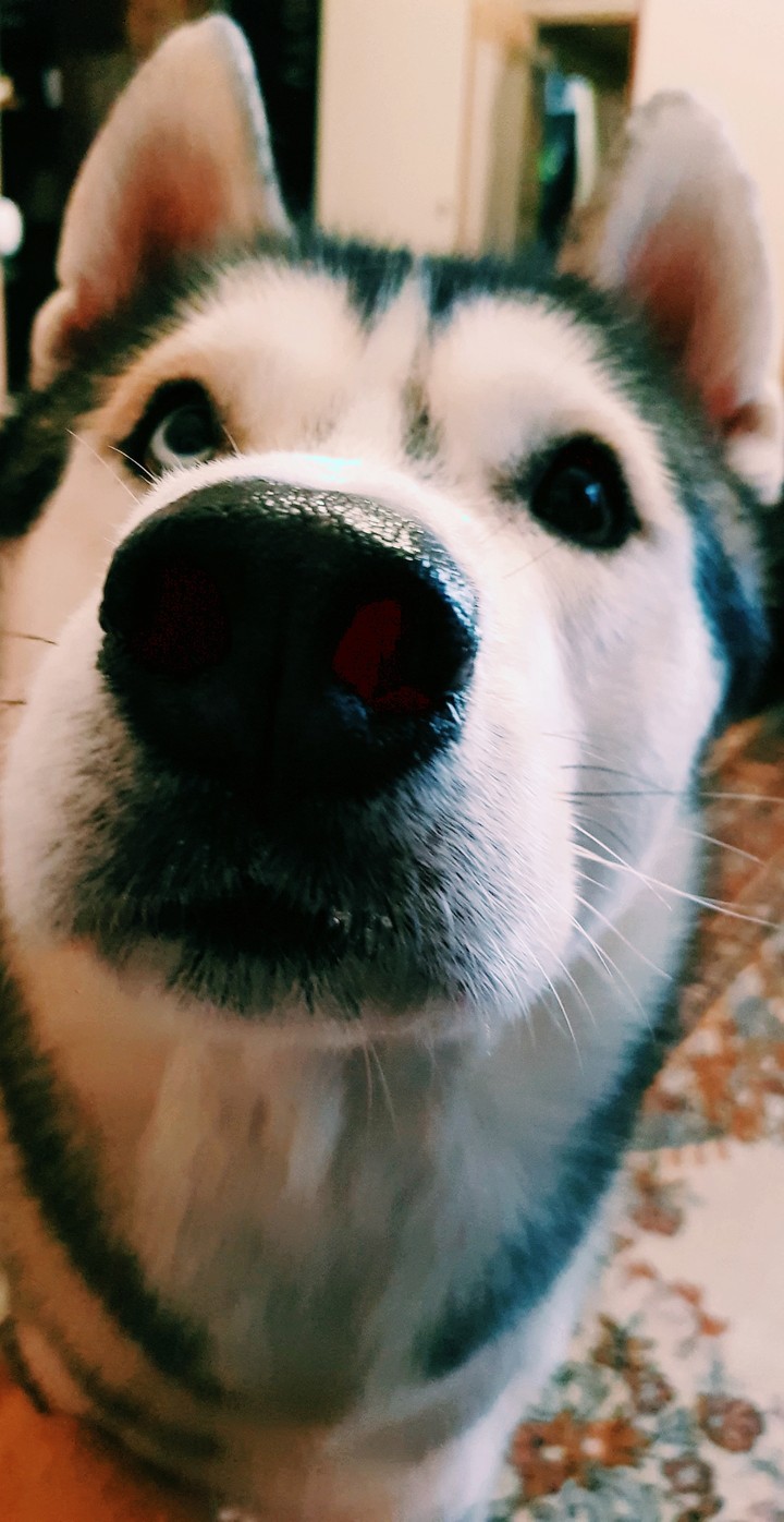хаски