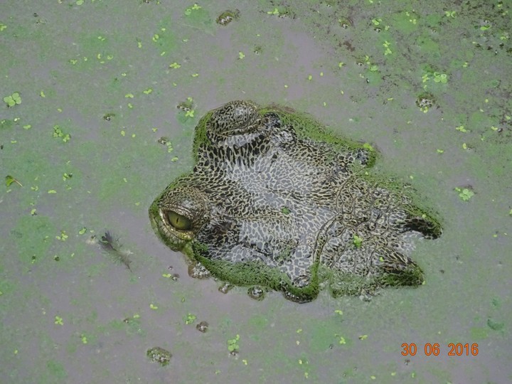 Crocodile