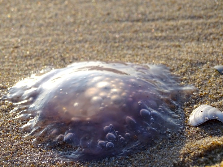 jellyfish