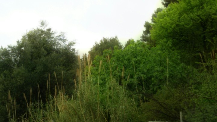 spring