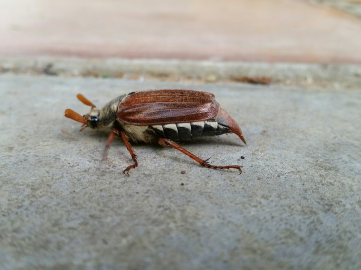 Doodle Bug