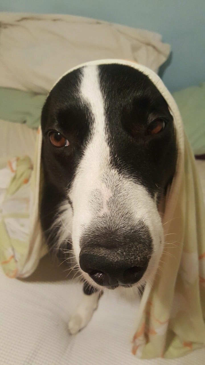 If It's Not A Broder Collie iIt's Just A Dog