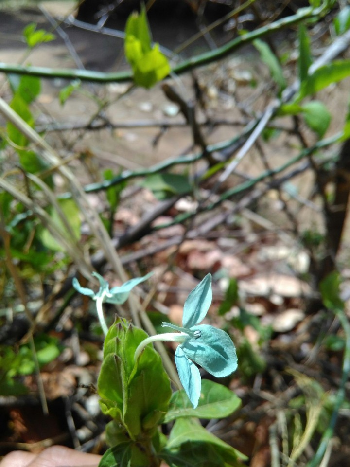flower