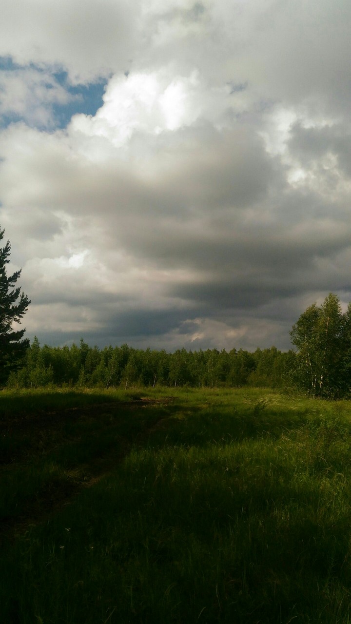 Лес