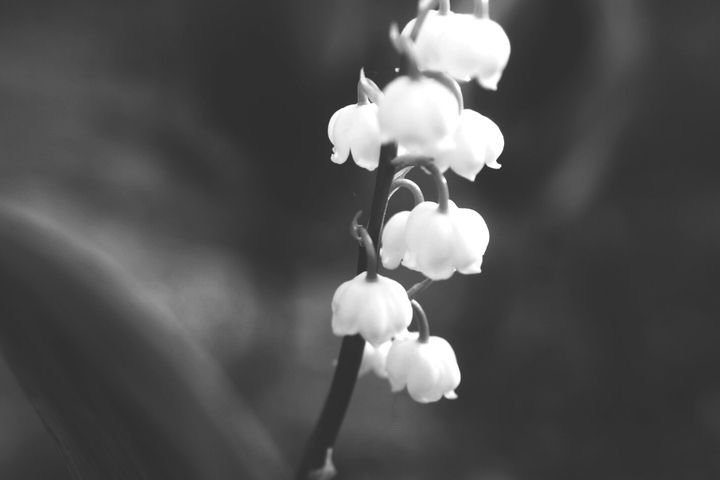 lily of the valley