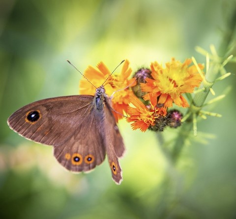 רקעים insect, plant