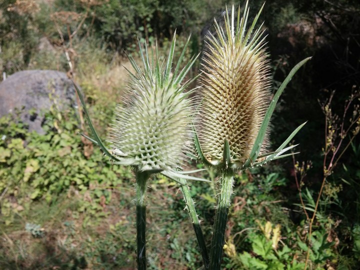 a kind of cactus