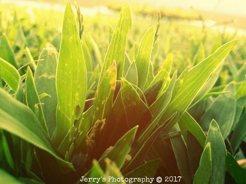 Grass