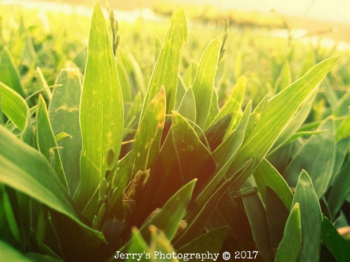 Grass