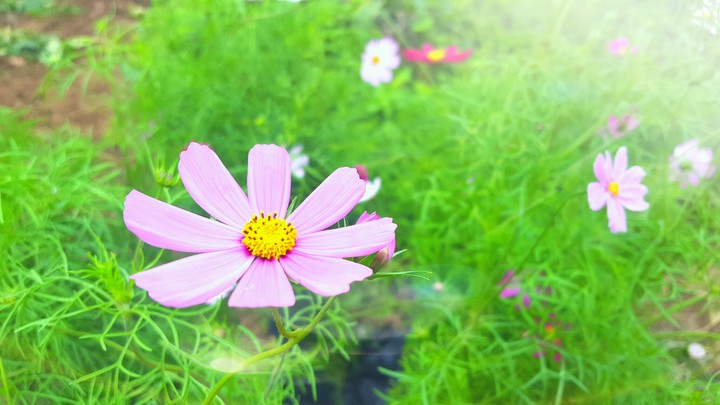flower