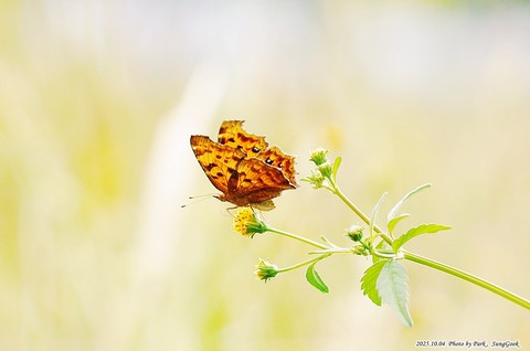 insect, pollinator桌布