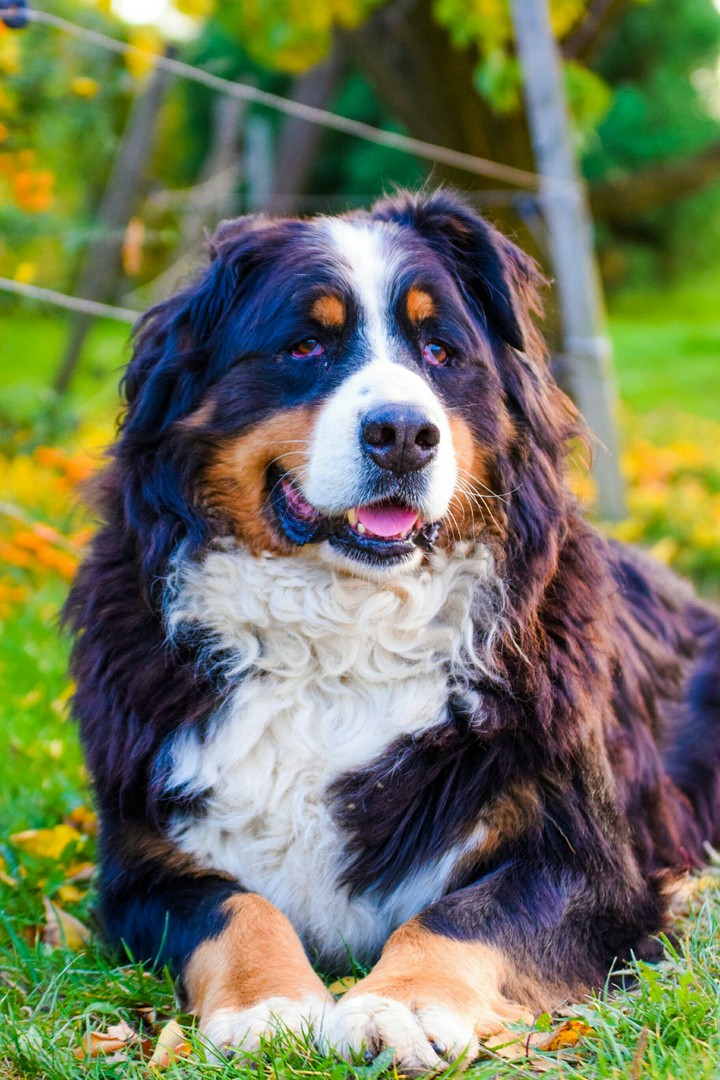 i love my dog