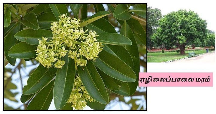 எழிலைப்பாளை மரம்