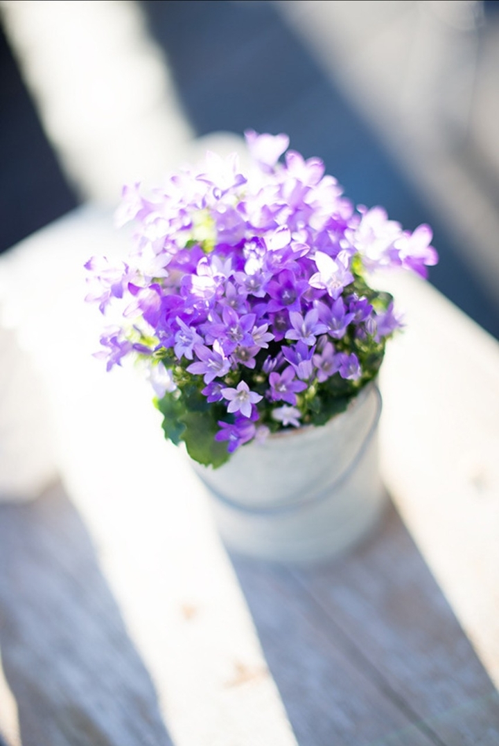 campanula