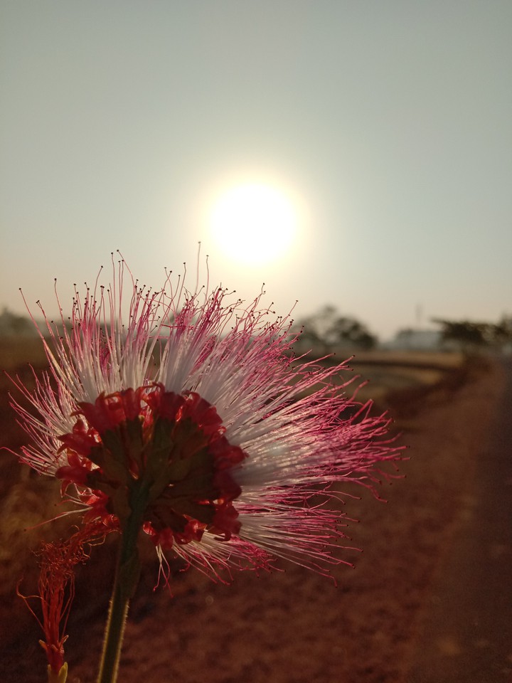 blossom