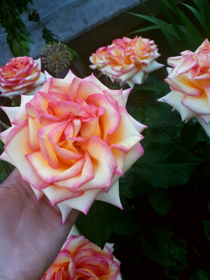 love flowers