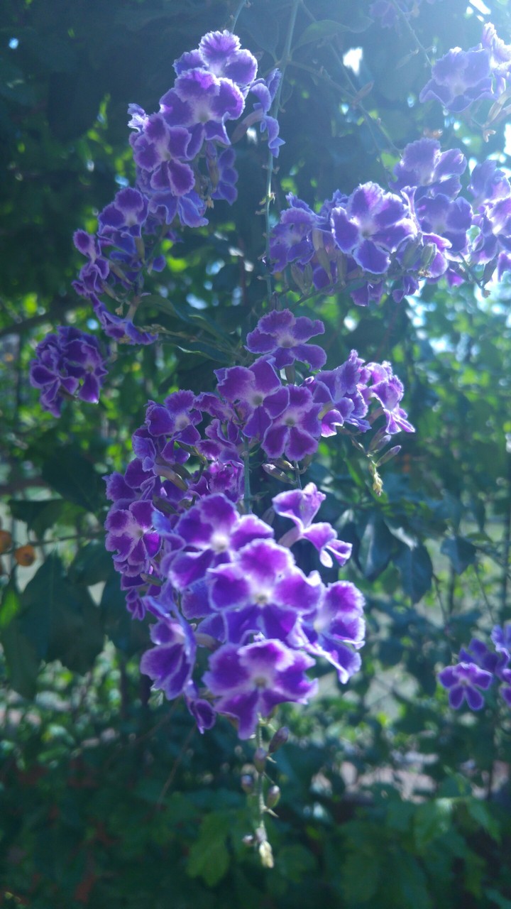 florcitas