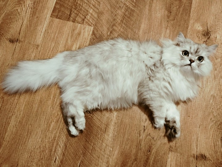 fuzzy kitty