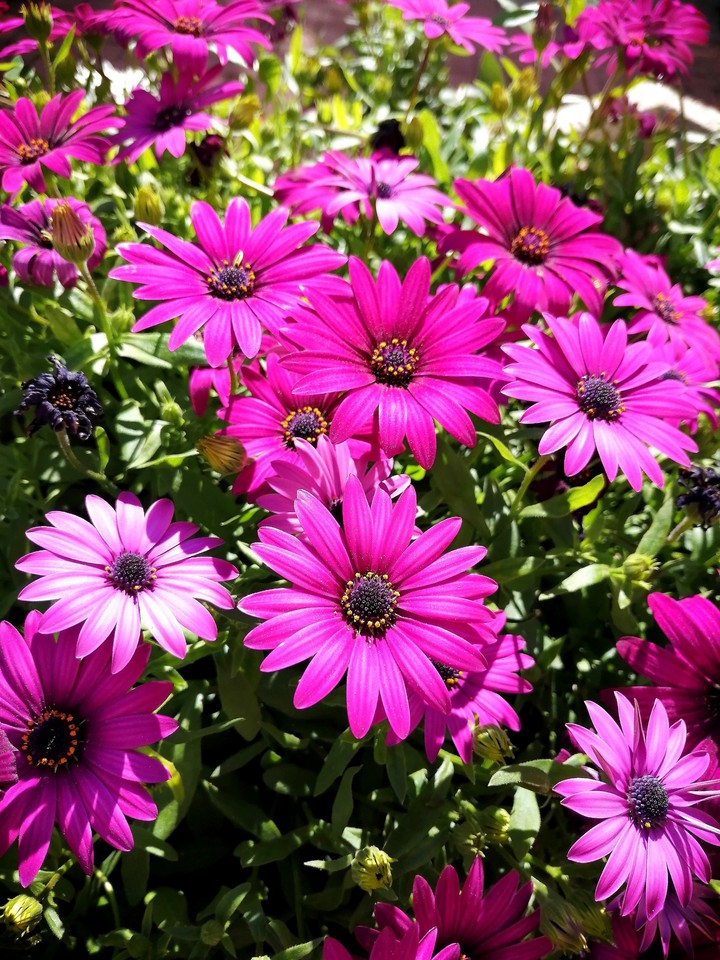 #spring