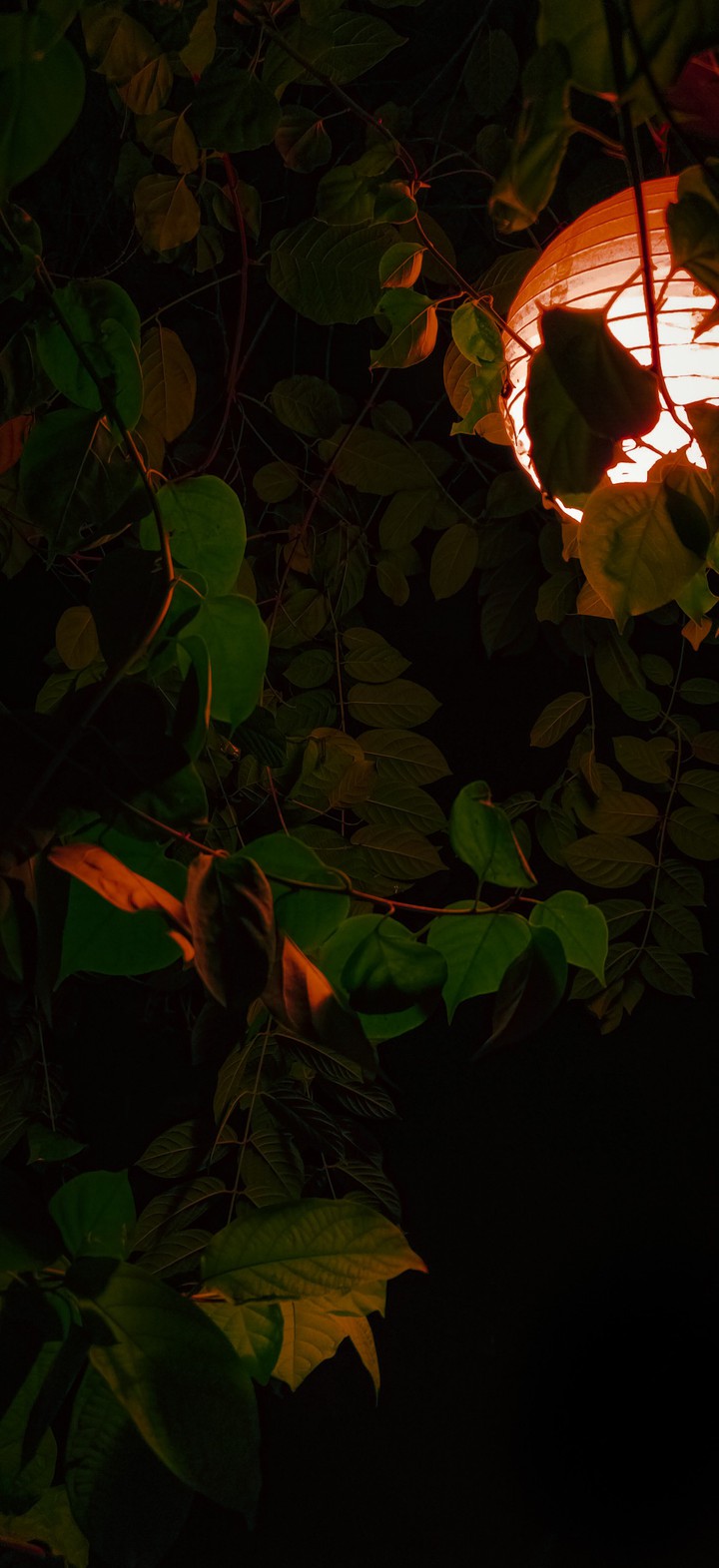 If Only Plants Bled