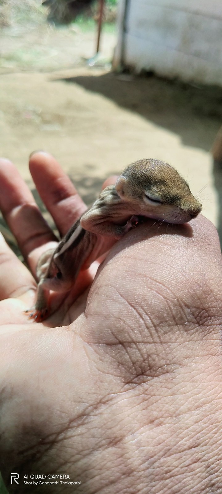 pet