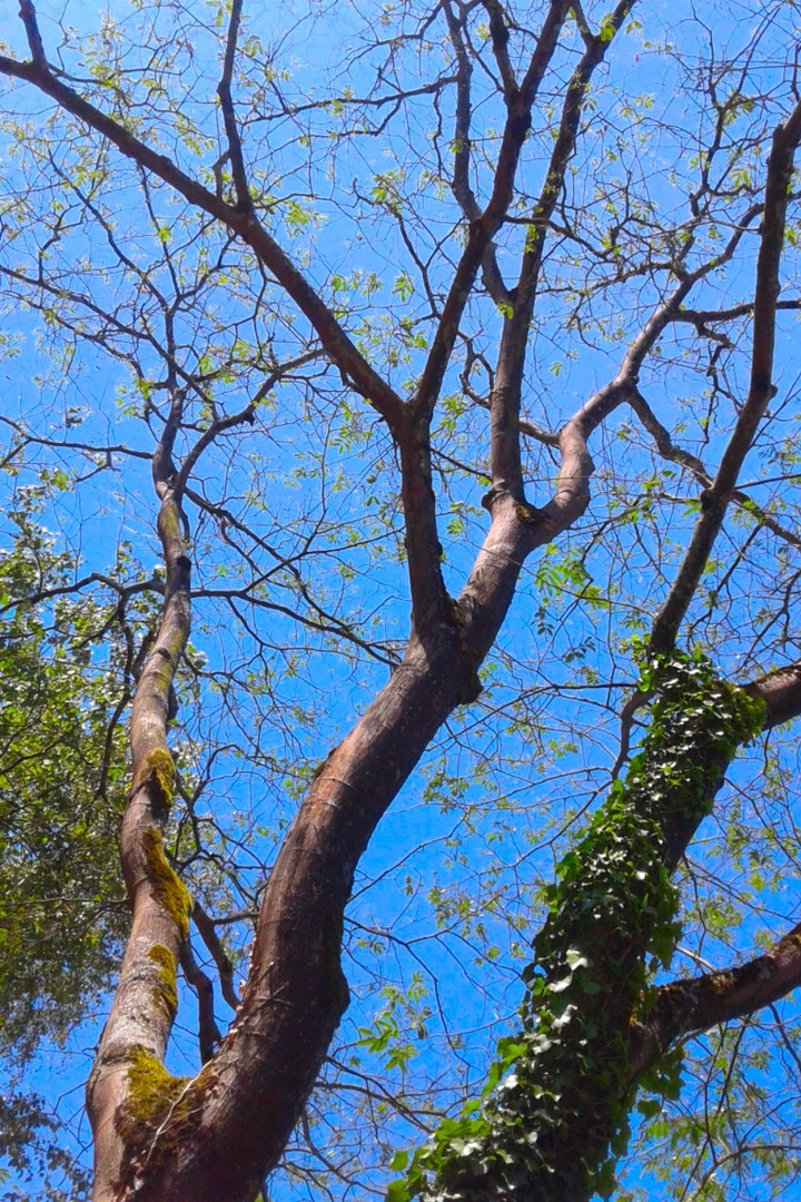 tree