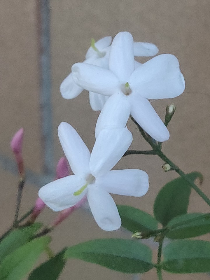 Jasmine