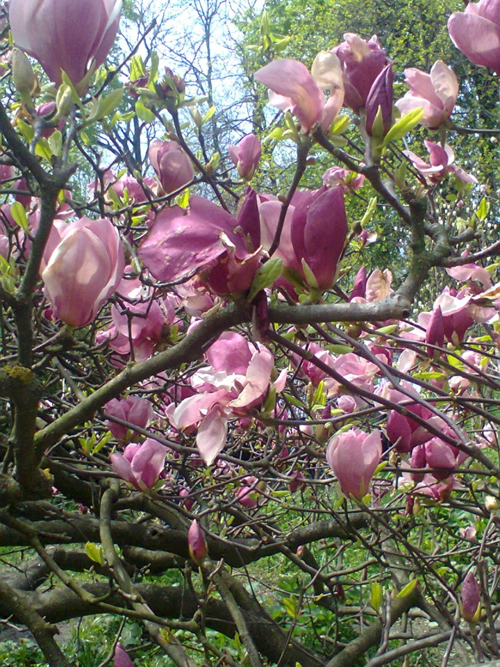 tree