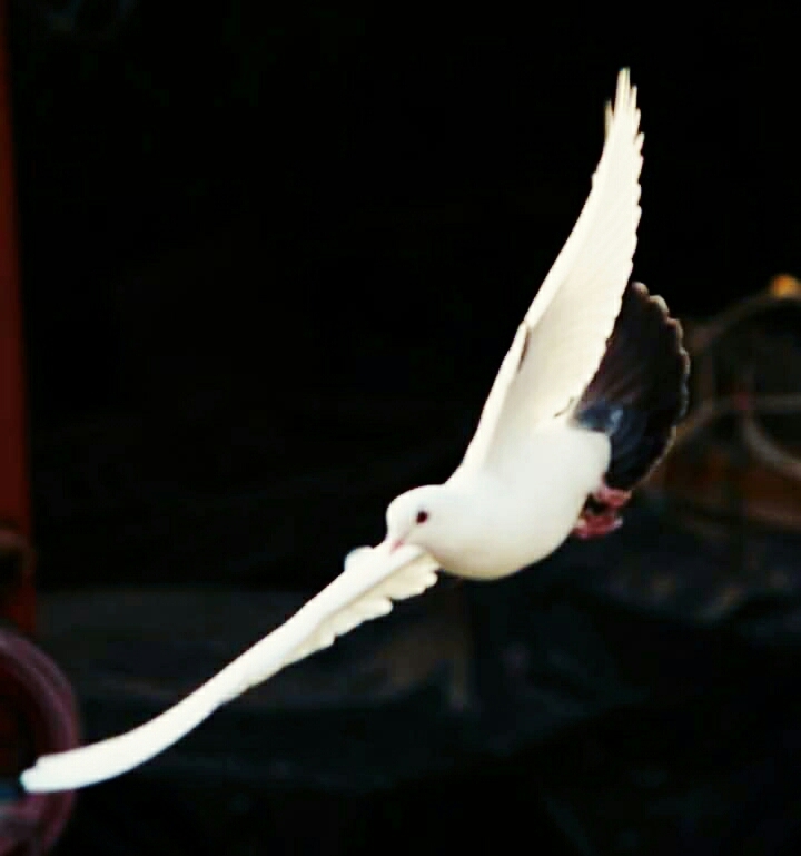 birds