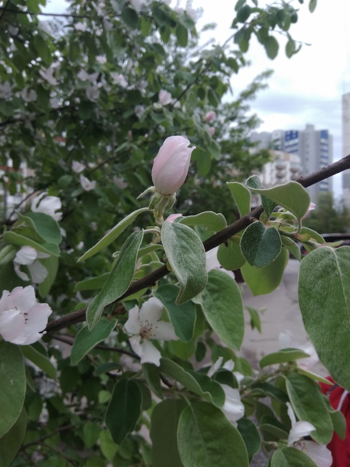 quince flower