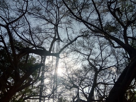 bEaUtIfUl tReE