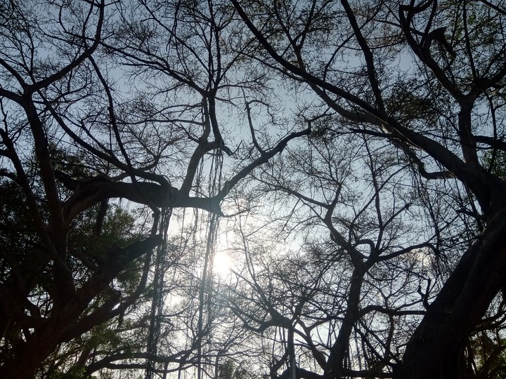 bEaUtIfUl tReE