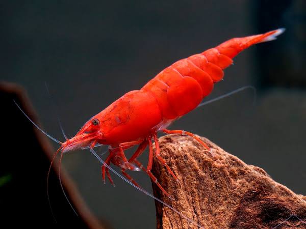 RED SHRIMP ON STONE (AQUARIUM IMAGE)