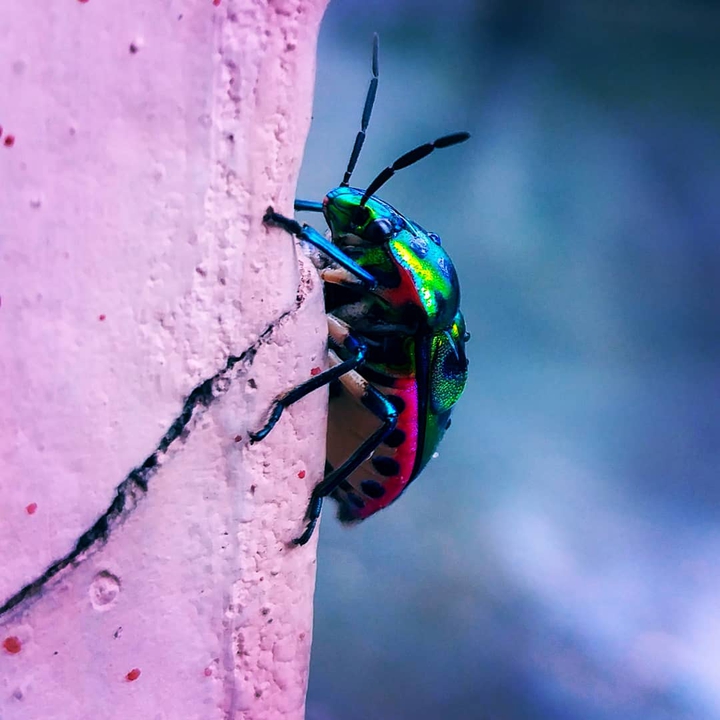 Cute bug