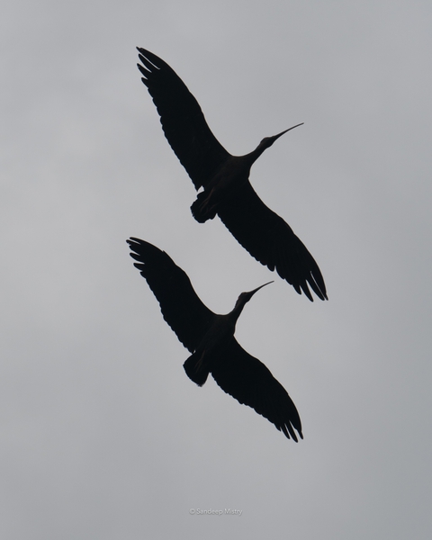 Fly so High