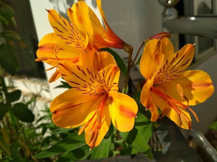 flower