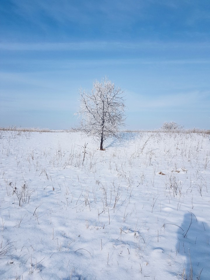 Lonely young winter tree