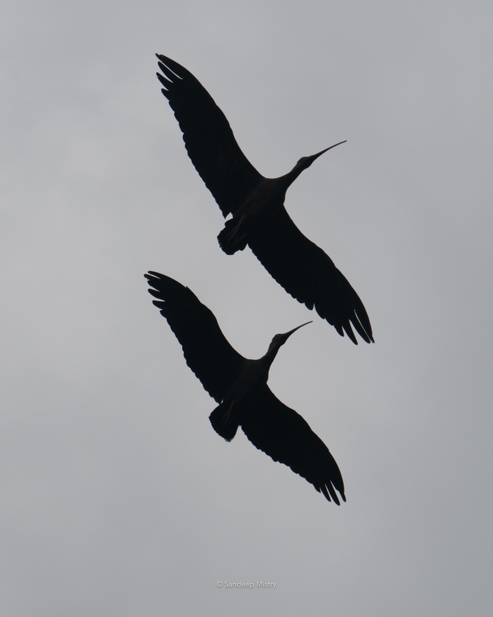 Fly so High