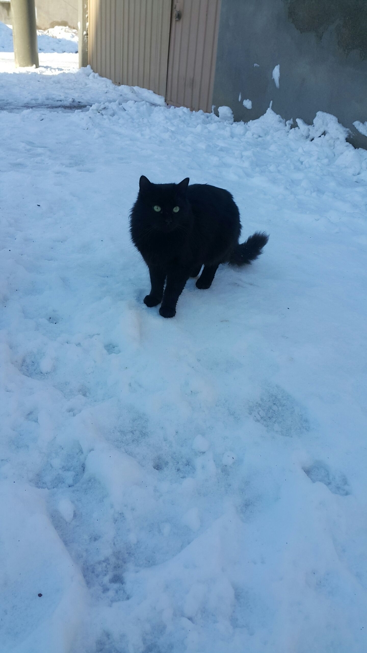 Cat Black